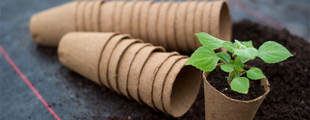 A small green plant with soil and two stacks of compostable flower pots